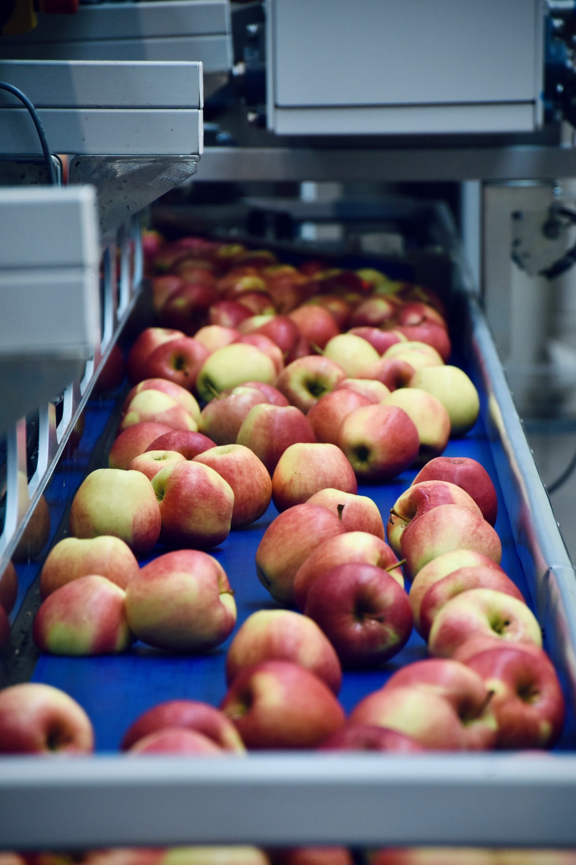 Äpfel auf dem Sortierband in der Obstverarbeitung